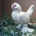 A d'Uccle Hen from Cackle Hatchery