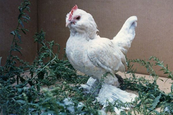 A d'Uccle Hen from Cackle Hatchery