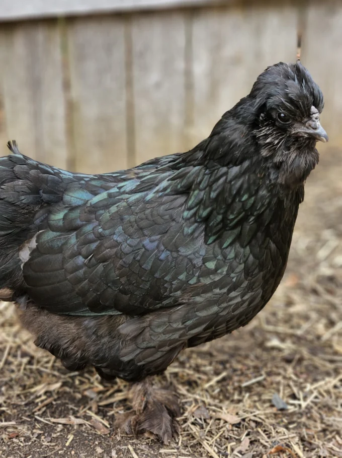 TMGE✴︎CHICKEN ZOMBIES Crazy Cackle Zombie Chicks | Fibro Backyard Chickens