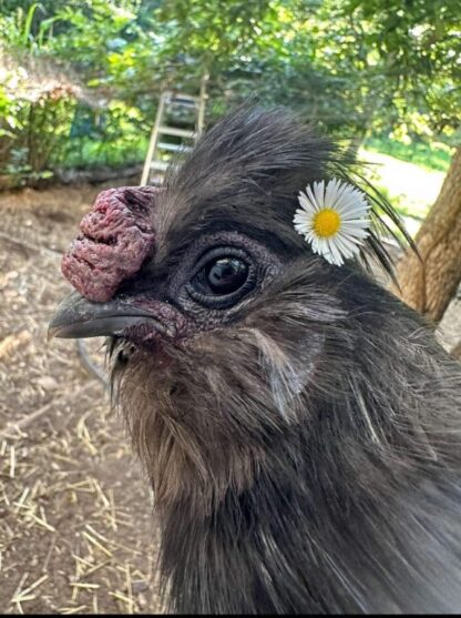 Crazy Cackle Zombie Chicken