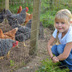 A little girl poses with some backyard chickens