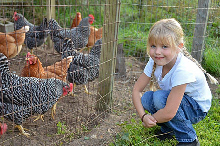 A little girl poses with some backyard chickens