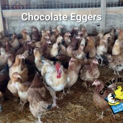Chocolate Egger