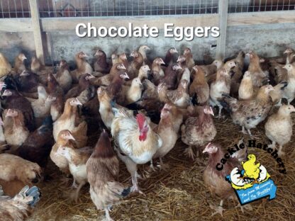 Chocolate Egger