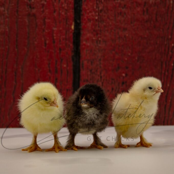 Chocolate Egger™ Chicken - Image 3