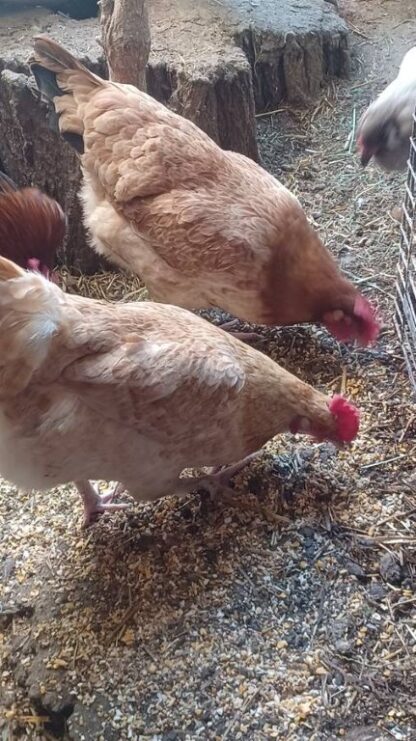 Chocolate Egger™ Chicken