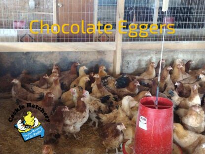 Chocolate Egger