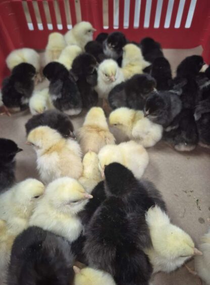 Chocolate Eggers