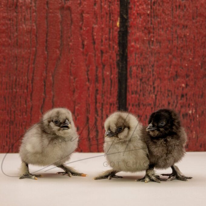 Crazy Cackle Zombie Chicken - Image 3