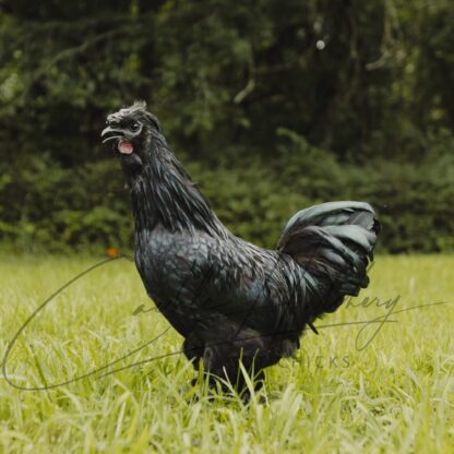 Crazy Cackle Zombie Chicken
