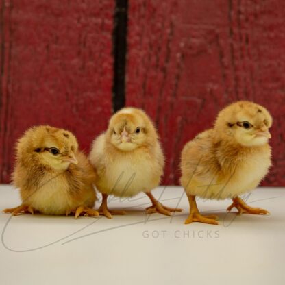 Cream Legbar Chicken - Image 3