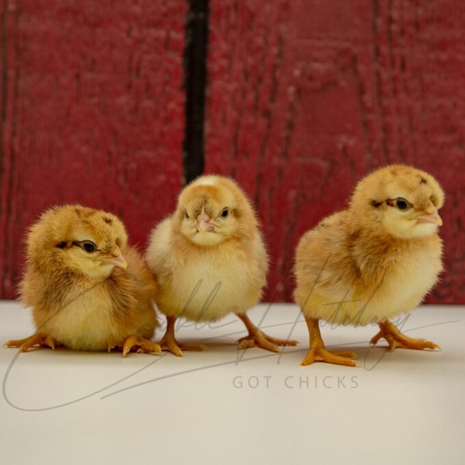 Cream Legbar Chicks