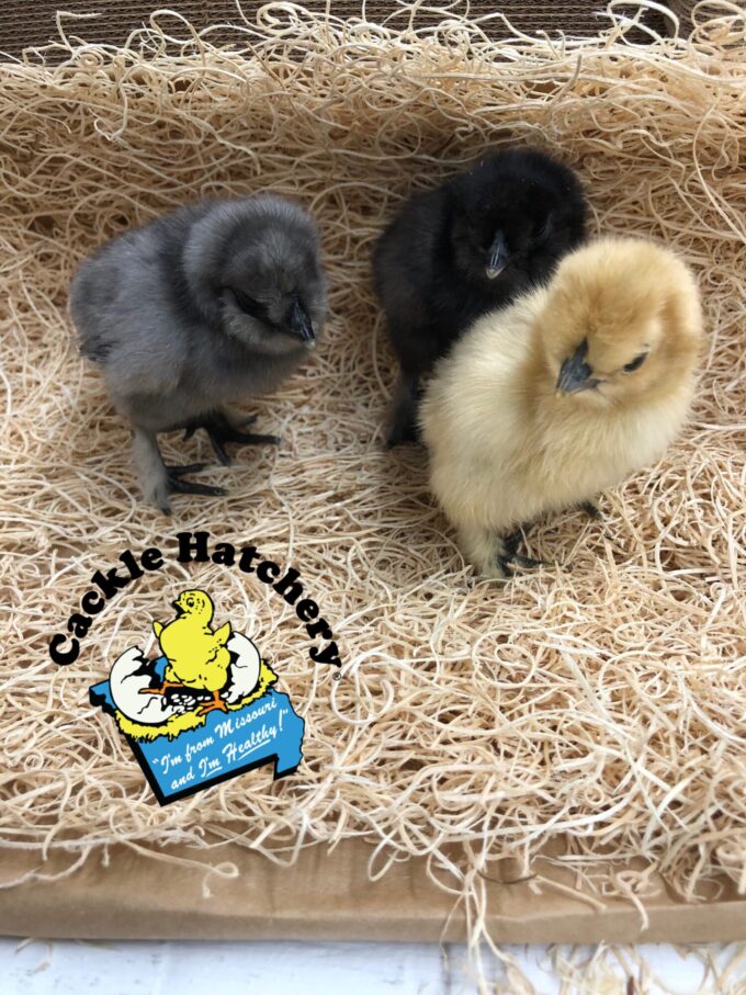 Crazy Cackle Zombie Chicks