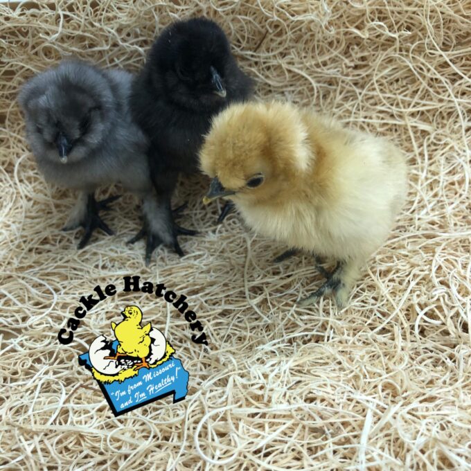 Crazy Cackle Zombie Chicks