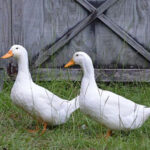 Two white Pekin Ducks