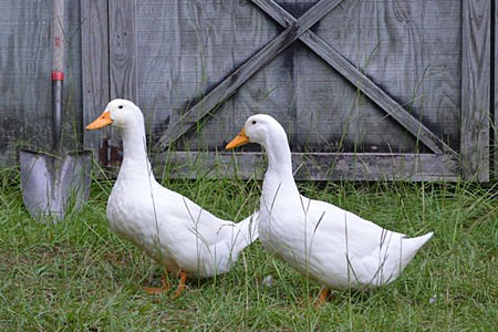 Two white Pekin Ducks