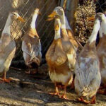 A group of Fawn and White Runner Ducks