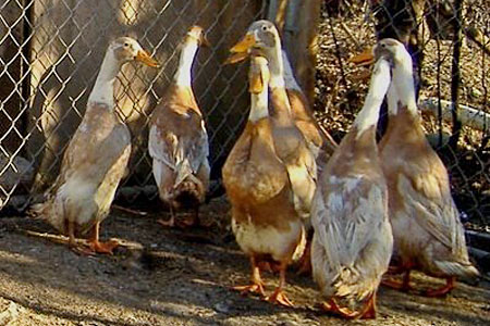 A group of Fawn and White Runner Ducks