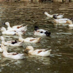 Welsh Harlequin ducks swimming in a pond