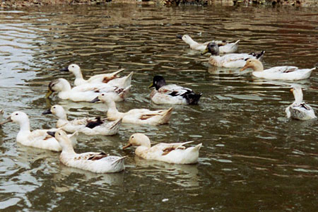 Welsh Harlequin ducks swimming in a pond