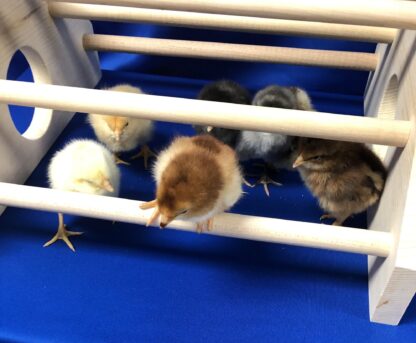 Baby Chick Playground