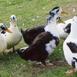 A group of Ancona Ducks