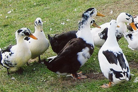 A group of Ancona Ducks