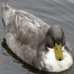 Blue Swedish Duck sits on a pond