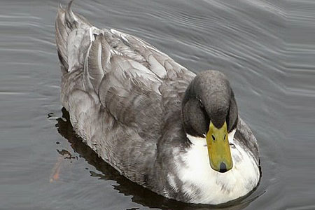 Blue Swedish Duck sits on a pond