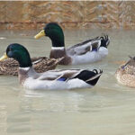 A group of ducks sit on the water on the pond