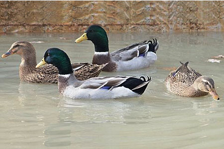 A group of ducks sit on the water on the pond