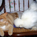 A White Silkie Hens sitting next to a cat