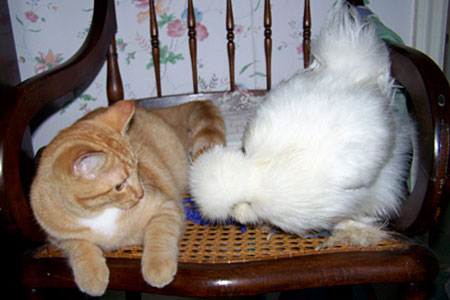 A White Silkie Hens sitting next to a cat