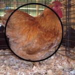 A Wyandotte-Buff-Roo chicken inside a coop