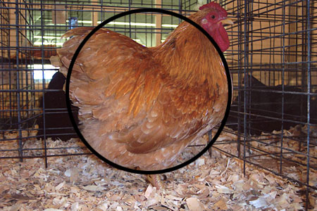 A Wyandotte-Buff-Roo chicken inside a coop