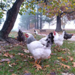 A group of Heritage Chickens hang out together in a field