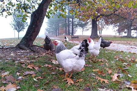 A group of Heritage Chickens hang out together in a field