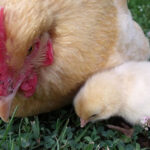 An Orpington chicken with a chick