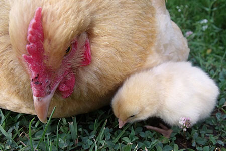 An Orpington chicken with a chick