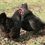 Black Australorp Hens pecking about in a yard