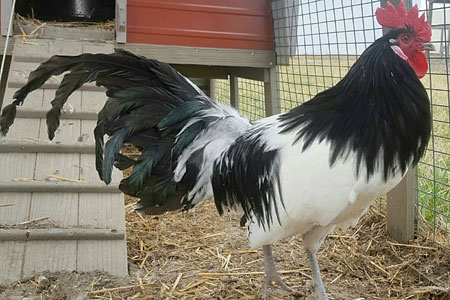 A Lakenvelder Chicken