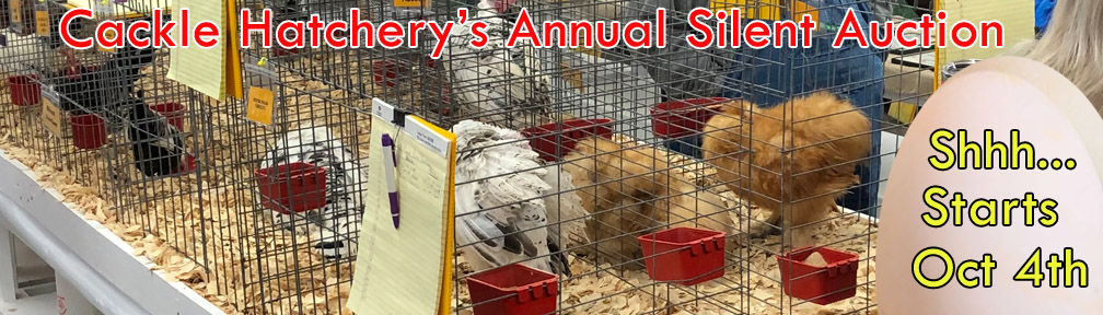 Chicken Auctions Near Me Finding the Best Deals