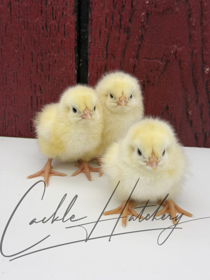 Light Sussex chicks standing upright with fluffy pale yellow feathers and early wing feather development.