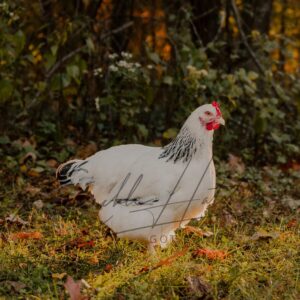 Light Sussex Chicken