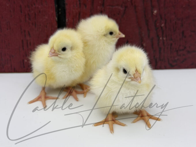 Light Sussex baby chick with yellow and cream down feathers and light markings around the eyes.