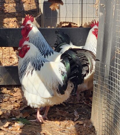 Light Sussex Chicken - Image 3