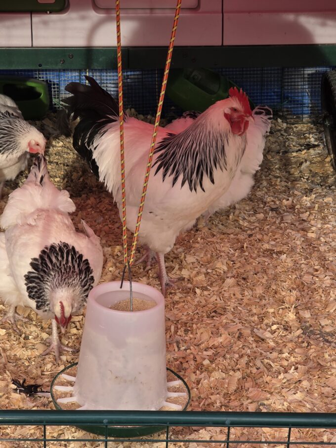 Light Sussex Chicken - Image 5