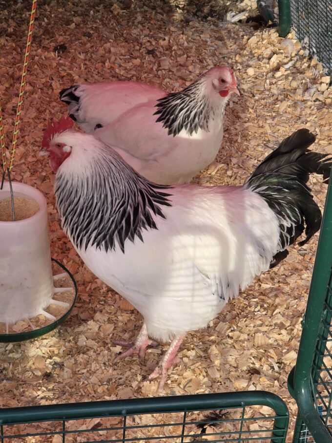 Light Sussex Chicken - Image 6