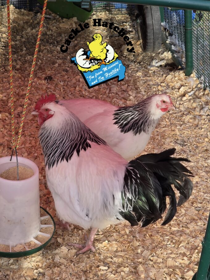 Light Sussex Chicken - Image 7