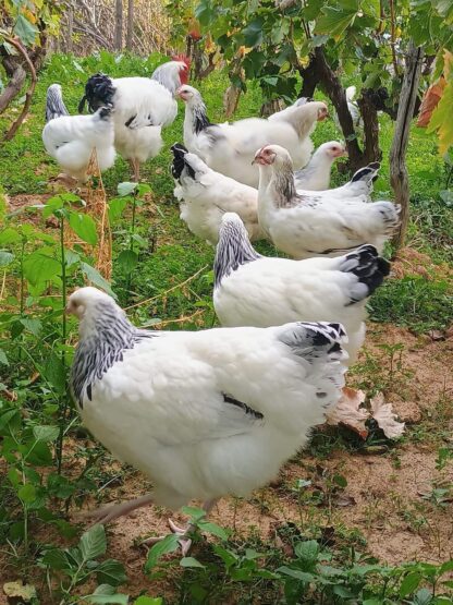 Light Sussex Chicken